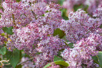 pink lilac flowers