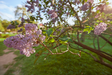 branch of pink lilac