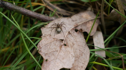 Spinne