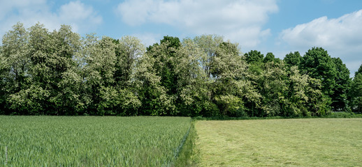 fieno e grano con alberi in primavera