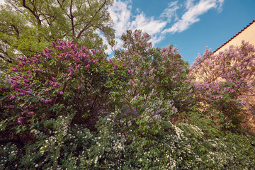 blooming trees in the spring garden