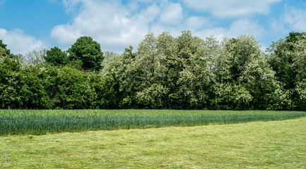Fieno r Grano in primavera