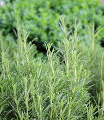 Obraz premium Rosmarin - Küchenpflanze 