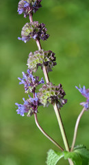 Fototapeta premium In nature, the blooms Salvia verticillata
