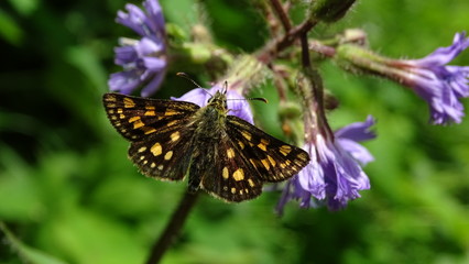 Fototapeta na wymiar Gelbwürfeliger Dickkopffalter, brauner Schmetterling mit oragenen Flecken