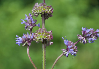 In nature, the blooms Salvia verticillata