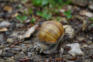 Eine Weinbergschnecke auf dem Waldboden - 
A snail on the forest floor