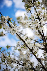 Tree with white flowers and blue sky