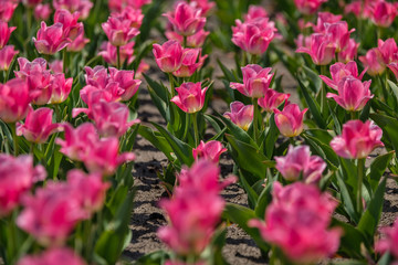 Selective focus on a pink tulip on a flower field. Group of pink tulips.