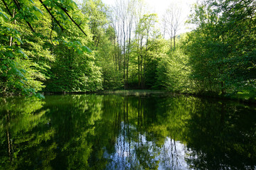 Die Bäume spiegeln sich in einem kleine Teich im Wald - The trees are reflected in a small pond in the forest