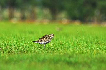 great crested grebe on grass