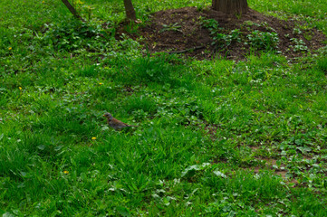 brown rook among green grass in the afternoon