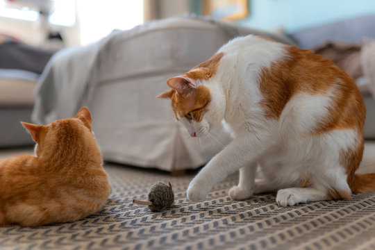  gato blanco y marron sentado en una alfombra juega con un raton de juguete junto a un gato marron acostado en la alfombra