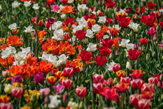 Colorful carpet of flowers. Group of colorful tulips. Selective focus. Colorful tulips photo background.