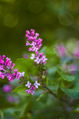 Purple and pink flowers and leaves