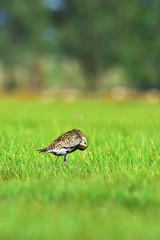 great crested grebe on grass