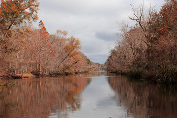 trees reflected in the water