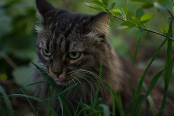 Naklejka na ściany i meble in spring, a striped fluffy beautiful cat joyfully walks in the branches of bushes with green leaves in nature and curiously explores the thickets with big eyes sniffs bites and eats