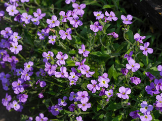 Spring flowers with a Sunny day. Spring flowers bloom on a Sunny day