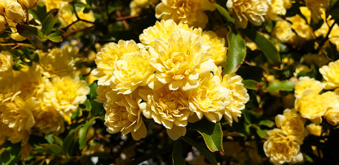 Yellow Rosa banksiae on the bushon a spring, sunny day. Panorama.