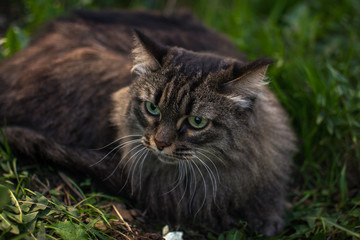 Naklejka na ściany i meble in the spring, a striped fluffy beautiful cat with big eyes joyfully walks in the branches of bushes with green leaves in nature and curiously explores