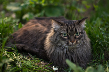 in the spring, a striped fluffy beautiful cat with big eyes joyfully walks in the branches of bushes with green leaves in nature and curiously explores