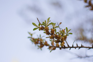 sea buckthorn flowers in spring with young green leaves against a blue sky
