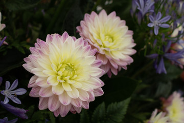 Pair of pink Dahlias at Chelsea Flower Show