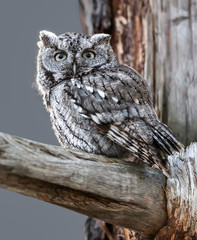 Eastern Screech Owl Sitting on Dead Tree Branch , Closeup Portrait