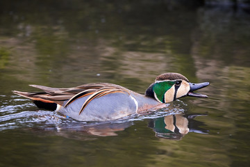 Baikal teal in natural habitat (Sibirionetta formosa), bimaculate duck