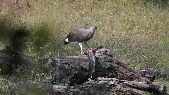 A grey fishing eagle eating a big fish after catching it from a nearby waterhole inside Pench tiger reserve during a wildlife safari