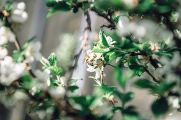 white flowers in the garden