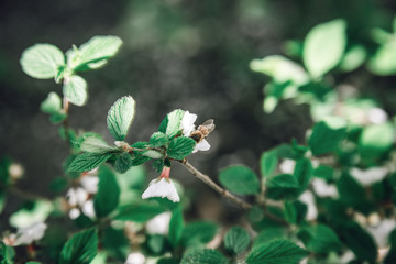 a bee sits on the white flowers of an apple tree in spring