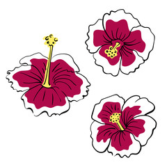 Hibiscus flowers. Hand drawn colorful sketch of tropical flowers and leaves isolated on white background. Vector illustration