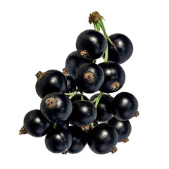Black currants isolated on white background with clipping path