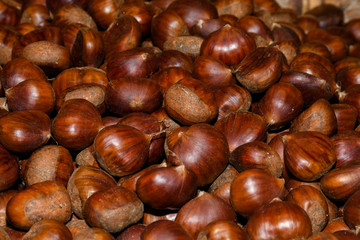 Ripe chestnuts close up. Raw Chestnuts for Christmas. Fresh sweet chestnut.