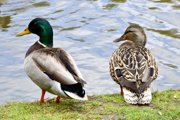 Two ducks facing a pond