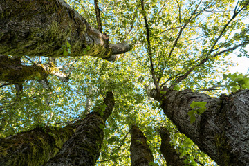 Fototapete bei efototapeten.de bestellen   