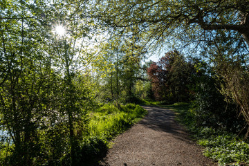 sun light shine through the green leaves scatter light on the path in the park in the morning 