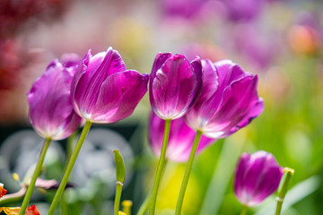 Beautiful Purple Tulips in New York City.