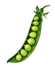 Pea