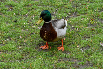 Mallard Duck close-up on grass