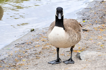 Canadian Goose Standing in water