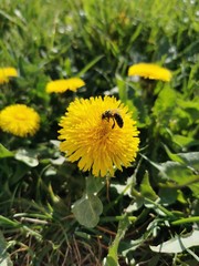 yellow dandelion flower