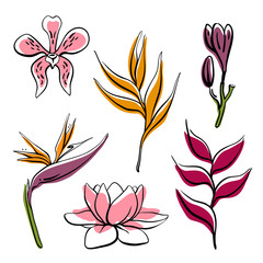 Tropical flowers collection: orchid, lotus, strelitzia, plumeria, heliconia. Hand drawn colorful sketch of tropical flowers and leaves isolated on white background. Vector illustration
