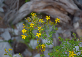 Close-Ups of Colorful flowers 