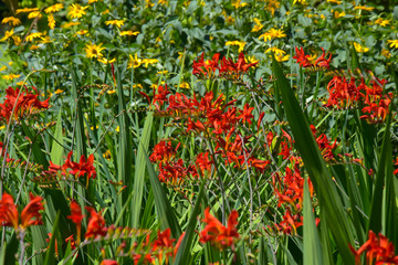 Close-Ups of Colorful flowers 