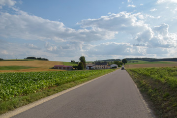 agricultural field during summer 