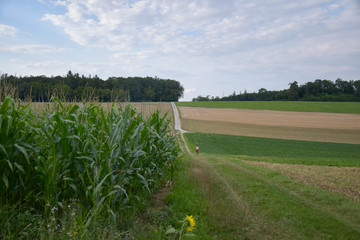 agricultural field during summer 