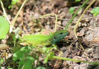 Green lizard Lacerta viridis close up